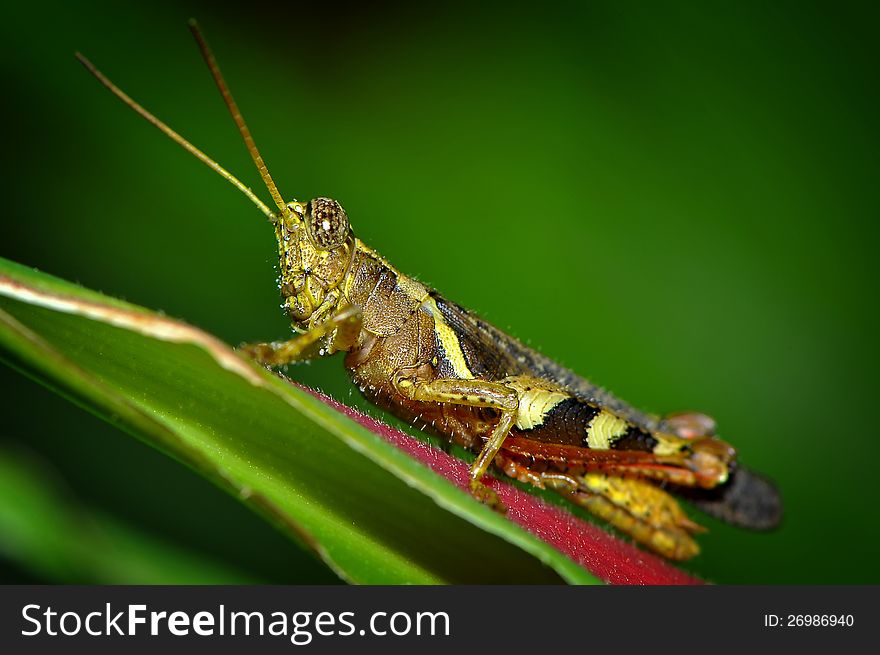 Grasshopper sitting on a blade