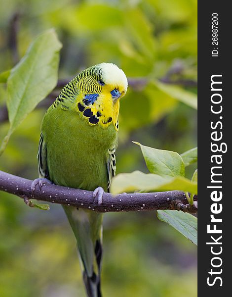 An English budgie sitting on a branch in the garden.