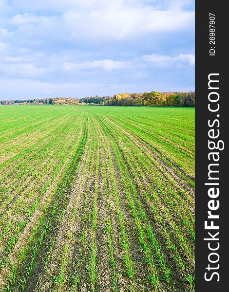 Field of winter wheat in autumn. Field of winter wheat in autumn