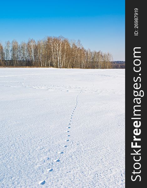 The fox trace crossing a snow-covered field. The fox trace crossing a snow-covered field