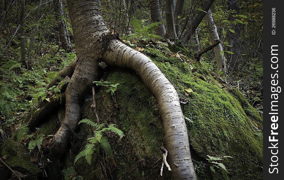 Roots of a tree in a forest. Roots of a tree in a forest.