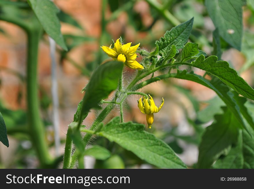 Flowers of tomato in greenhouse