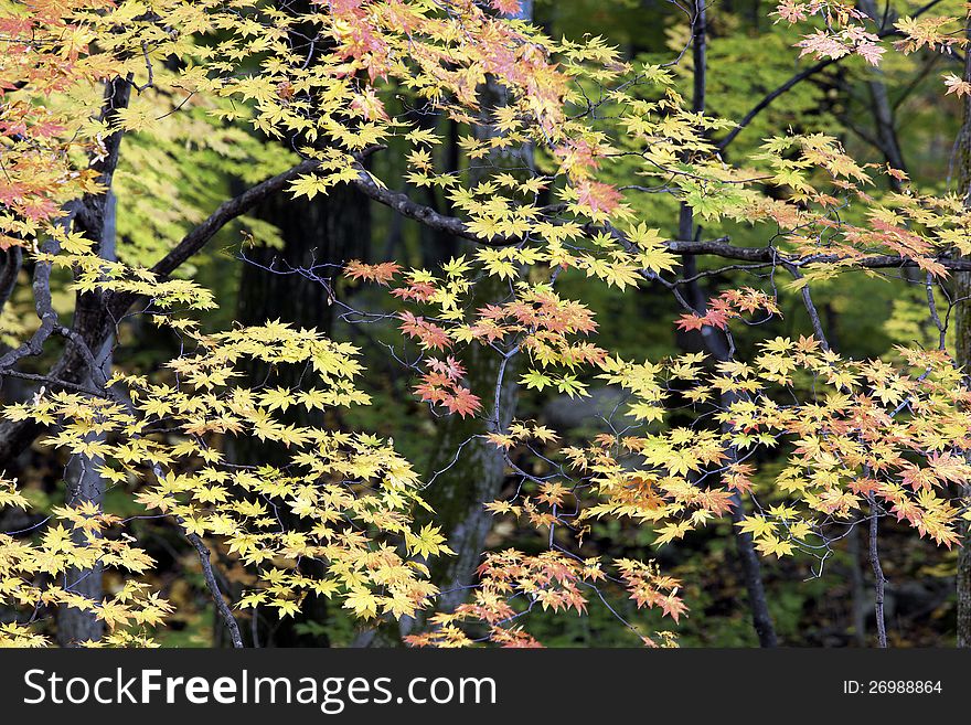 Maple tree in the autumn.