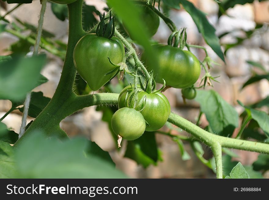 Green Tomatoes in a greenhouse