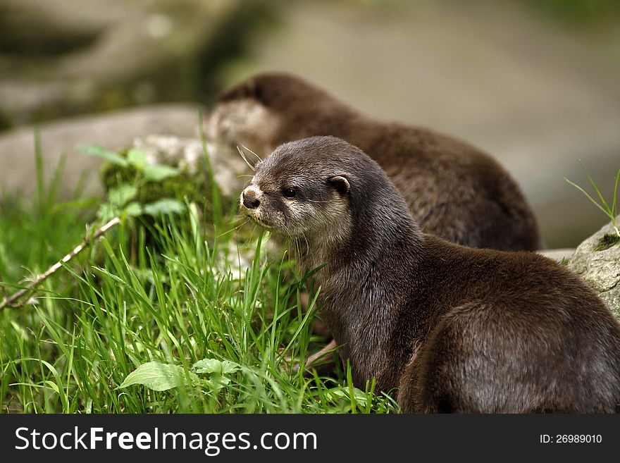 Otter Delight