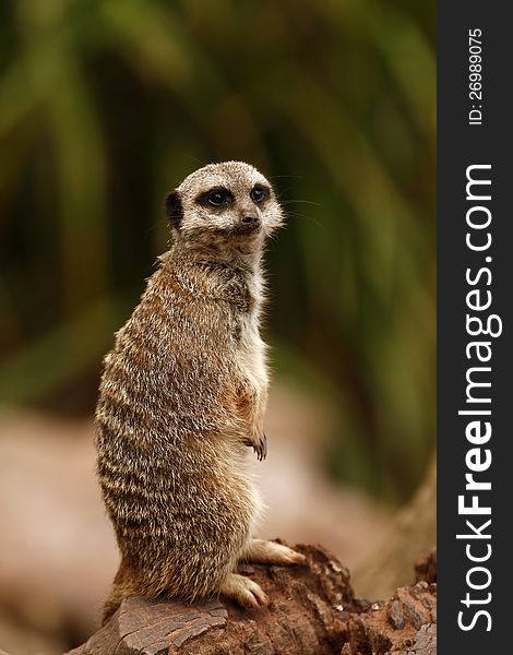 Meerkat Manor