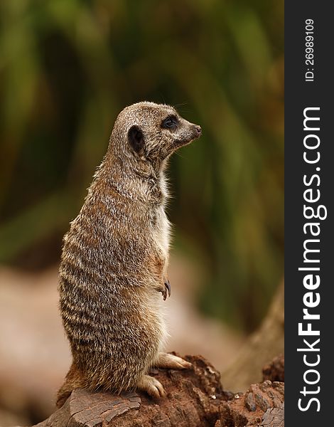 Meerkats are a member of the Mongoose family. Meerkats are a member of the Mongoose family.