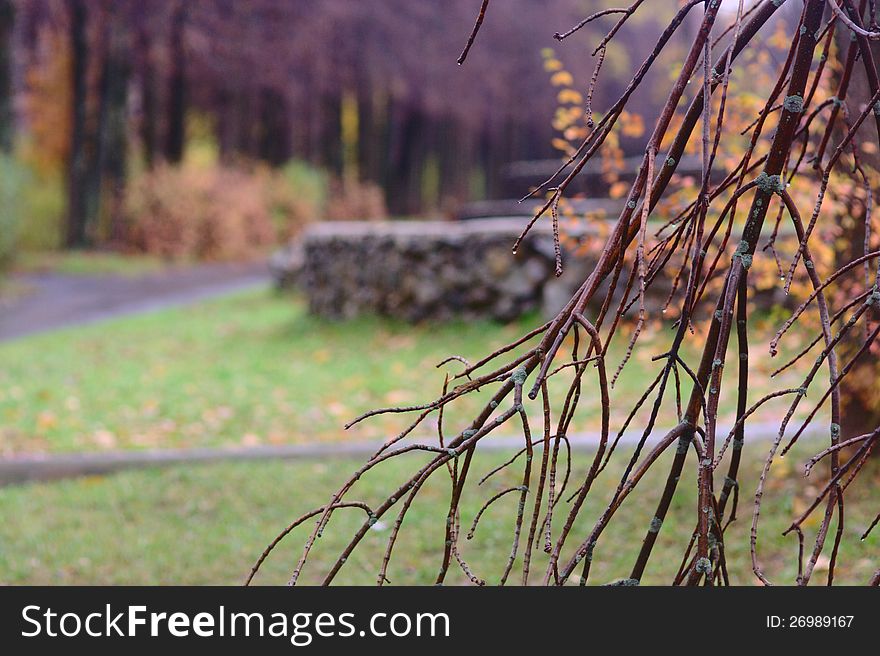 Beautiful autumn park after rain