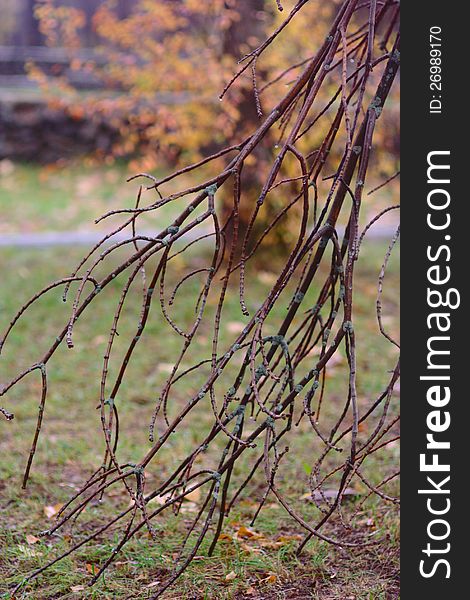 Autumn Pattern With Branch