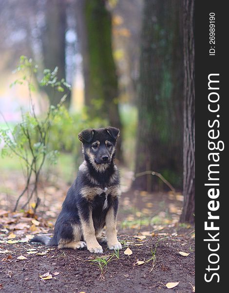 Puppy in the autumn forest. Puppy in the autumn forest