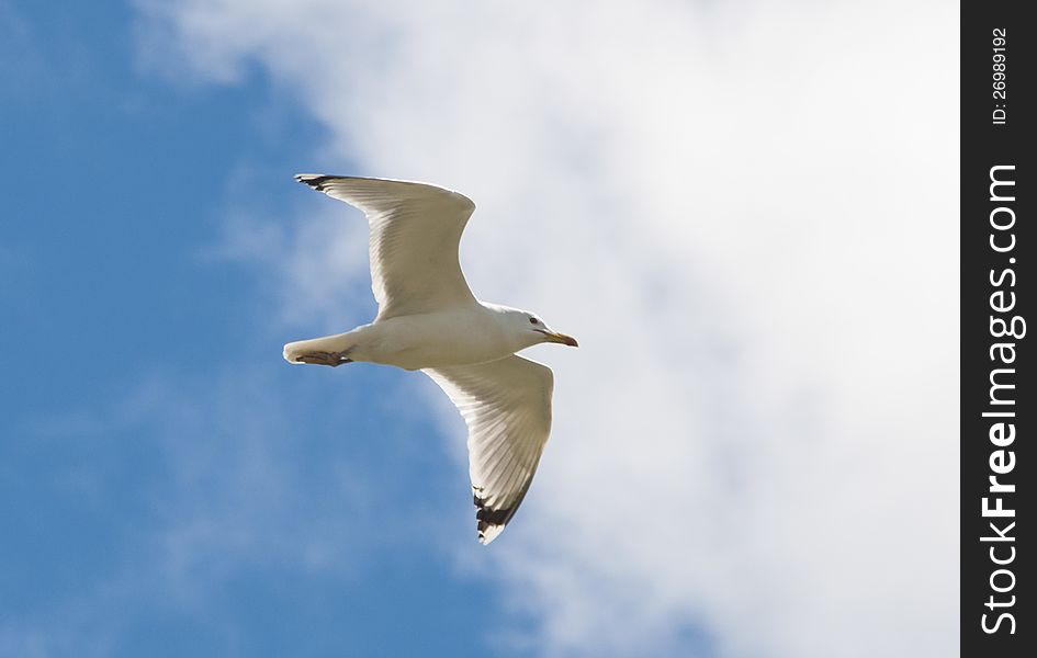 Seagull with sky and clouds in background