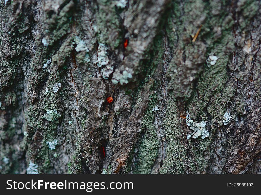 Wooden Texture With Bugs