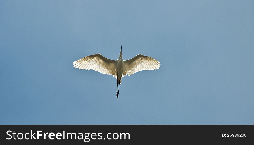 Stork flying in the sky