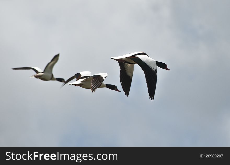 Wild ducks flying in the sky