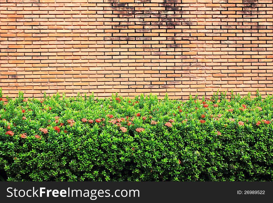 Red brick wall with grass floor