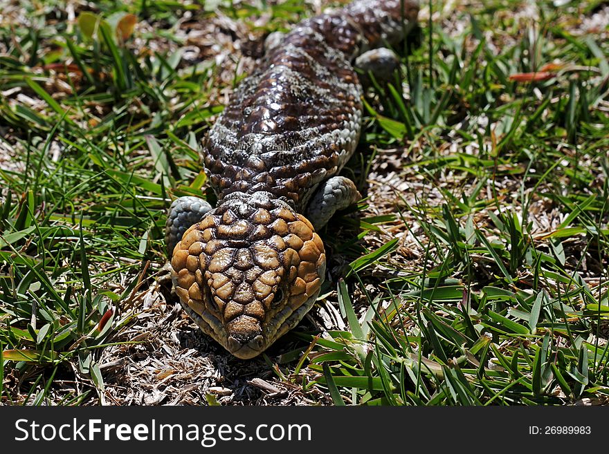 Skinks - Bobtail Lizard (Tiliqua rugosa) Commonly known as stumpy tail or bobby. Gives birth to 2 live young sometimes more and grows to approximately 45cm in length. They are a native Australian reptile.