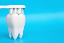 Molar With Brush Stock Photography