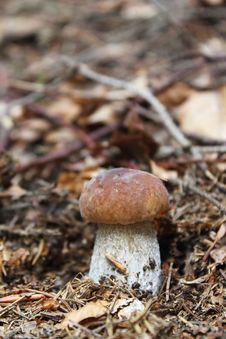 Cep Royalty Free Stock Images Cep Royalty Free Stock Images