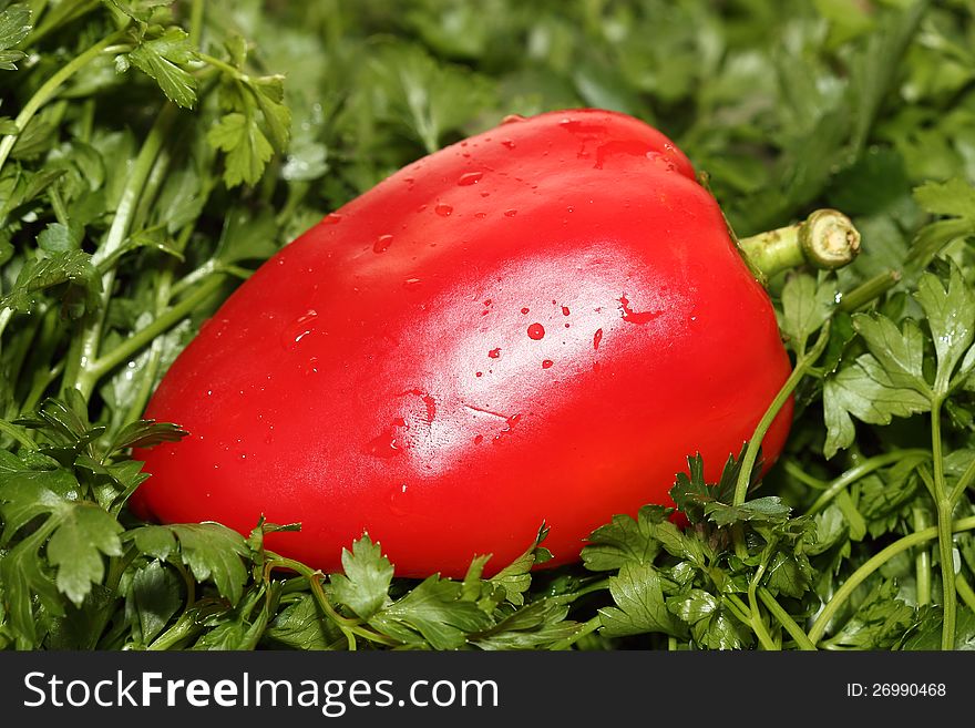 Red Papper On Parsley