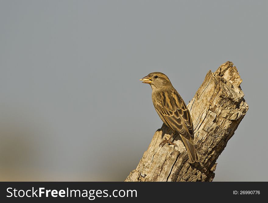 House sparrow is perching on a tree trunk