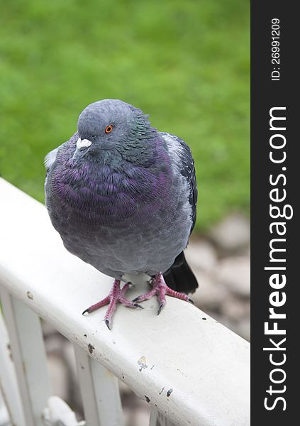 Lonely gray pigeon, close up. Lonely gray pigeon, close up