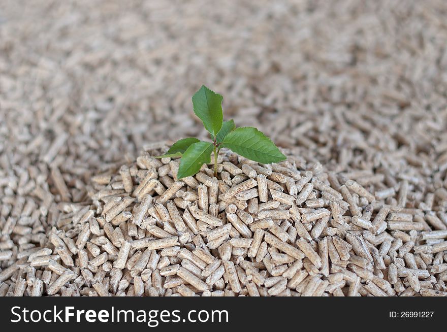 Young tree comes out of heap of pellets. Young tree comes out of heap of pellets