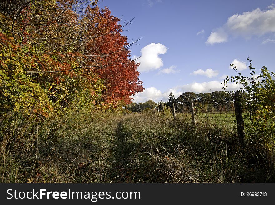 A sunny morning reveals the rich colors of an autumn woods. A sunny morning reveals the rich colors of an autumn woods.