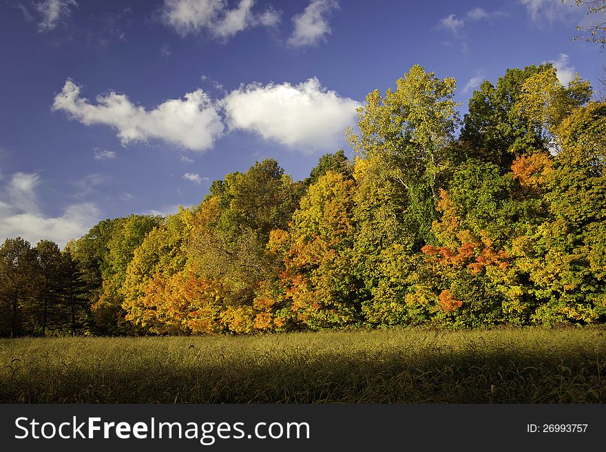 A treeline of maple trees showing off rich autumn colors. A treeline of maple trees showing off rich autumn colors.