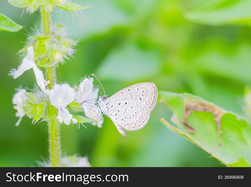 Close up of small butterfly feeding on holy basil flower