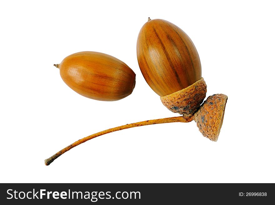 Two acorns on a white background