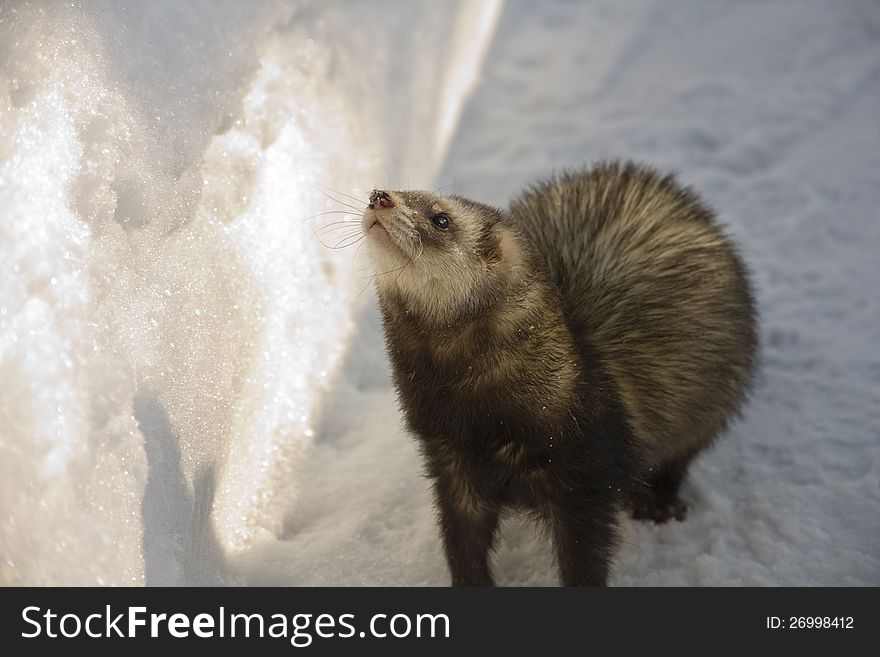 Ferret looks up, ferret in the snow