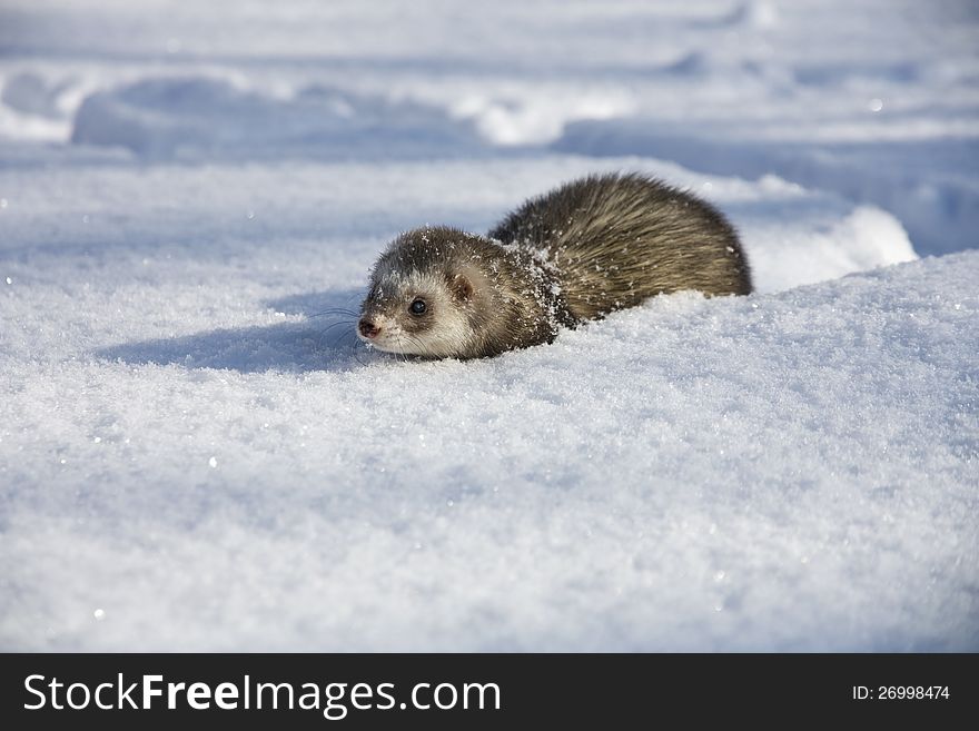 Ferret wading through deep snow