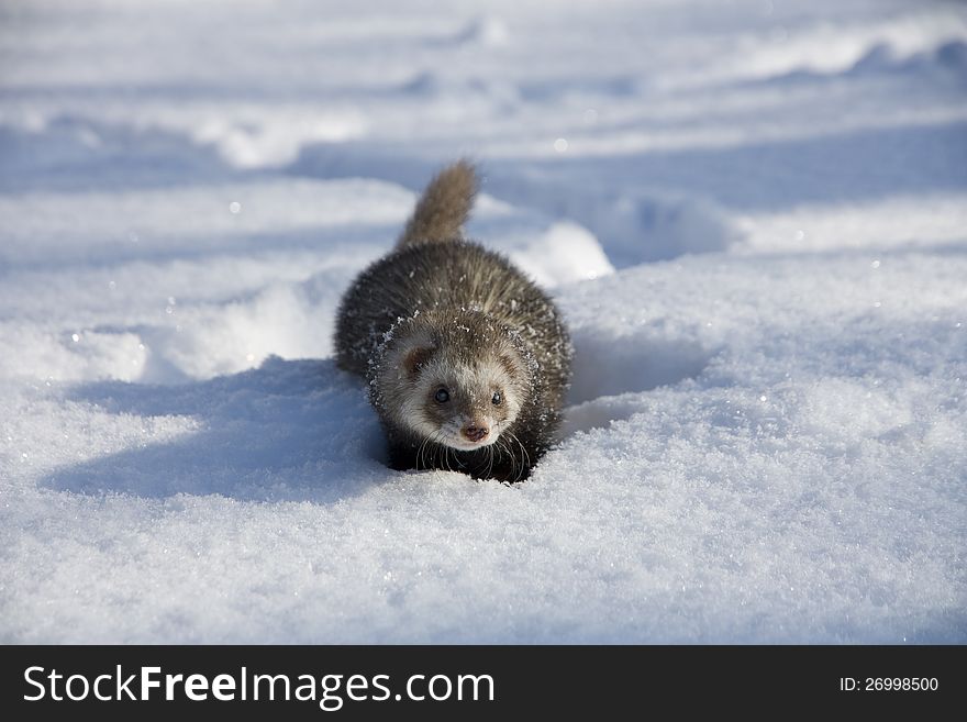 Front view of the ferret wading in snow. Front view of the ferret wading in snow