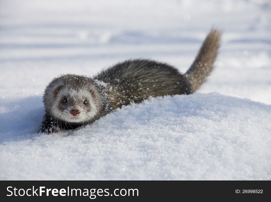 Front view of the ferret wading in snow