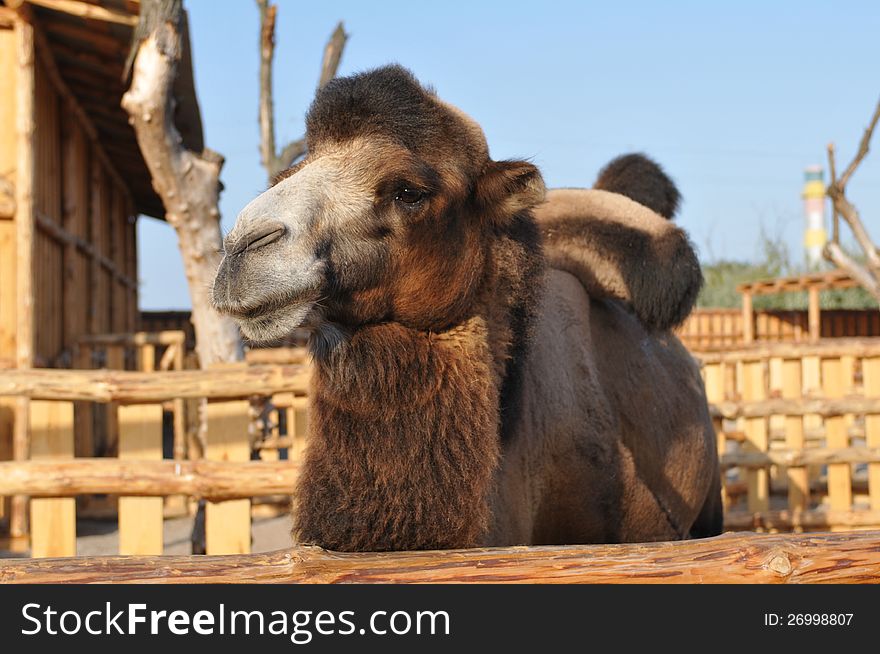 Camel portrait looking at camera behind wooden fence