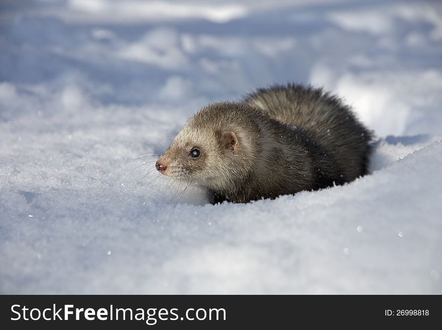 Ferret wading through deep snow. Ferret wading through deep snow