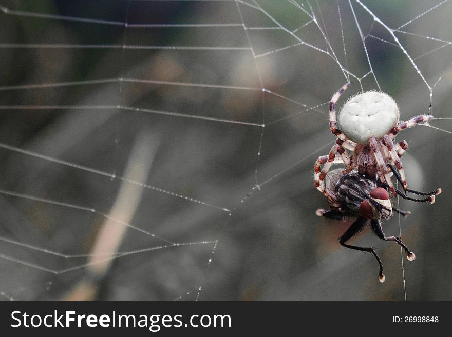 Spider fly caught in a web (wildlife). Spider fly caught in a web (wildlife)