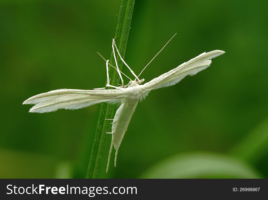 The white plume moth (Pterophorus pentadactyla) in a grass. The white plume moth (Pterophorus pentadactyla) in a grass.