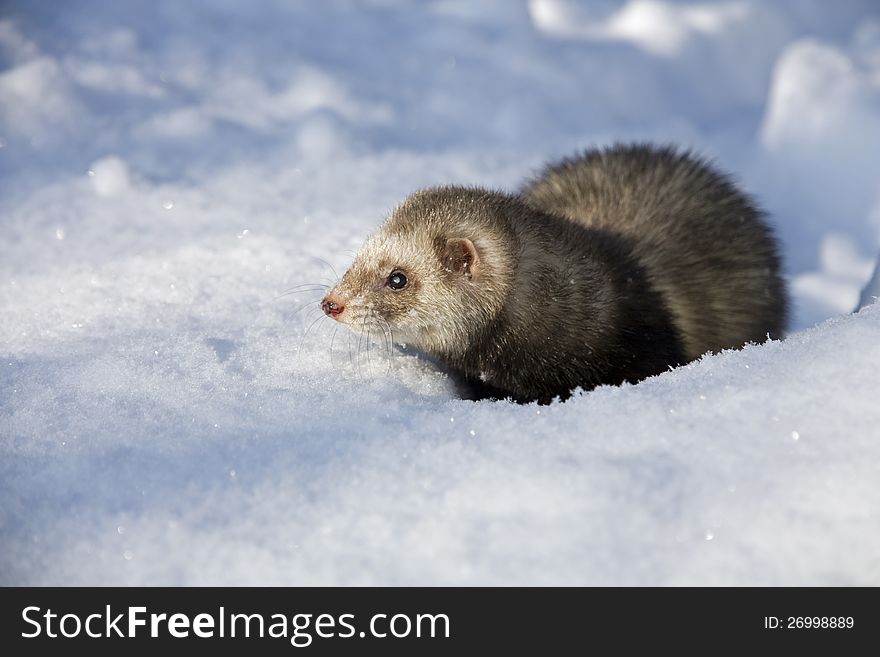 Half brown ferret in snow