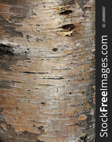 Karelian birch bark