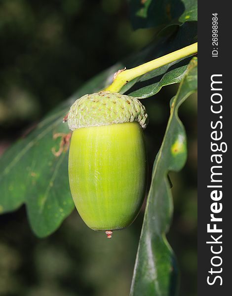 Acorn On A Green Background