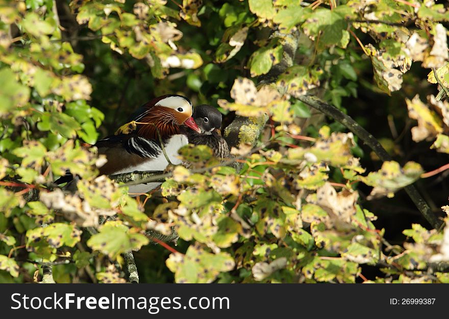 View of mandarin ducks perched in a tree. View of mandarin ducks perched in a tree.
