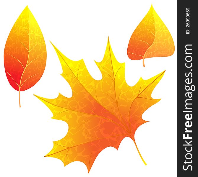 Bright autumn leaves, vector illustration. Bright autumn leaves, vector illustration.