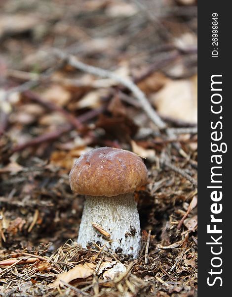 Cep