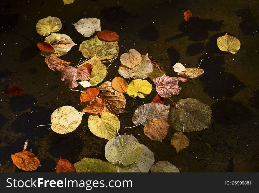 Autumn leaves floating on water. Autumn leaves floating on water