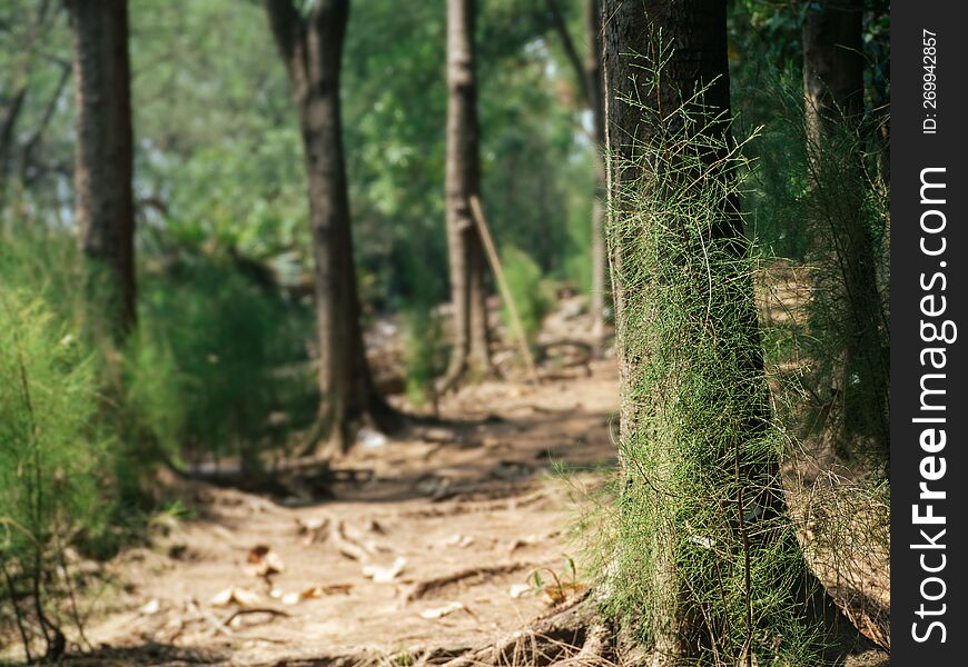 Image Of The Abundance Of Mangrove Forests In Bang Kachao, Thailand.