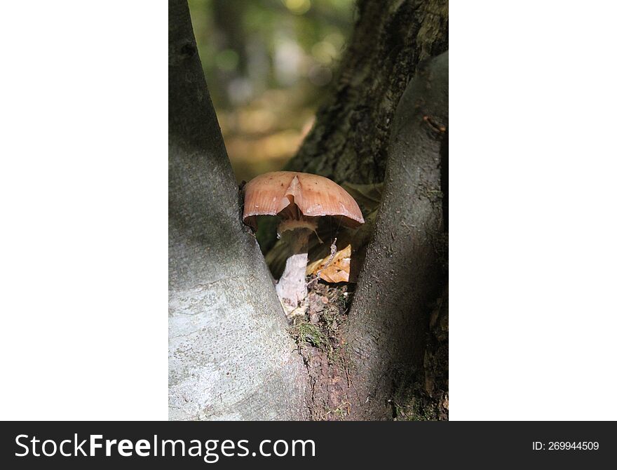 Mushrooms on a tree. It grew between the branches and basks in the sun.