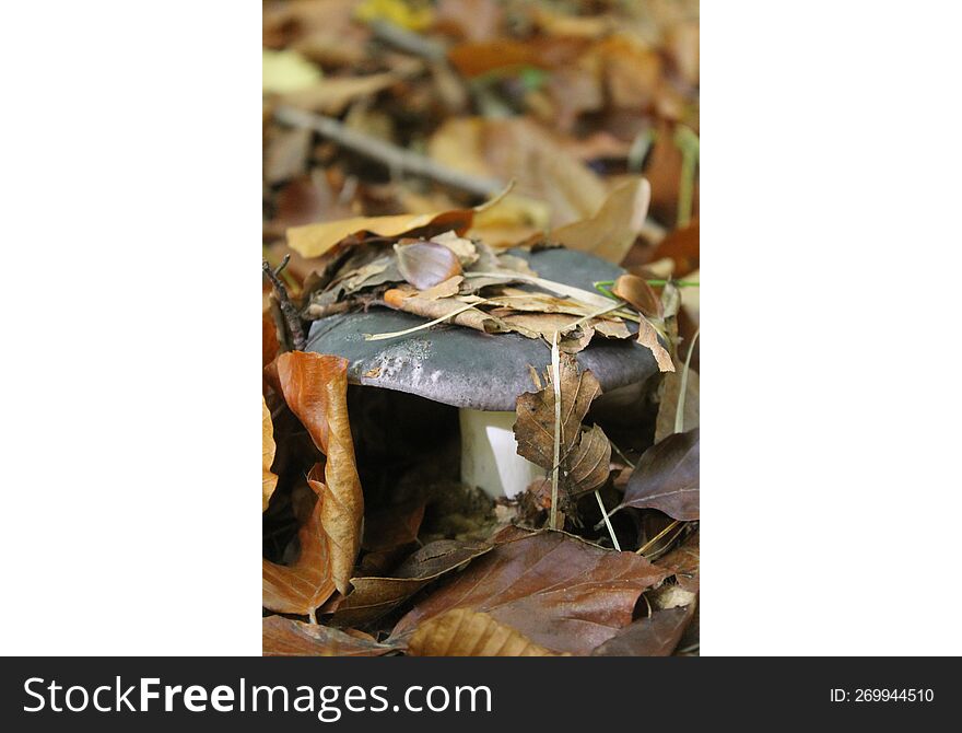 A young mushroom looks out from under the leaves. Bukovyna mushrooms of Ukraine.
