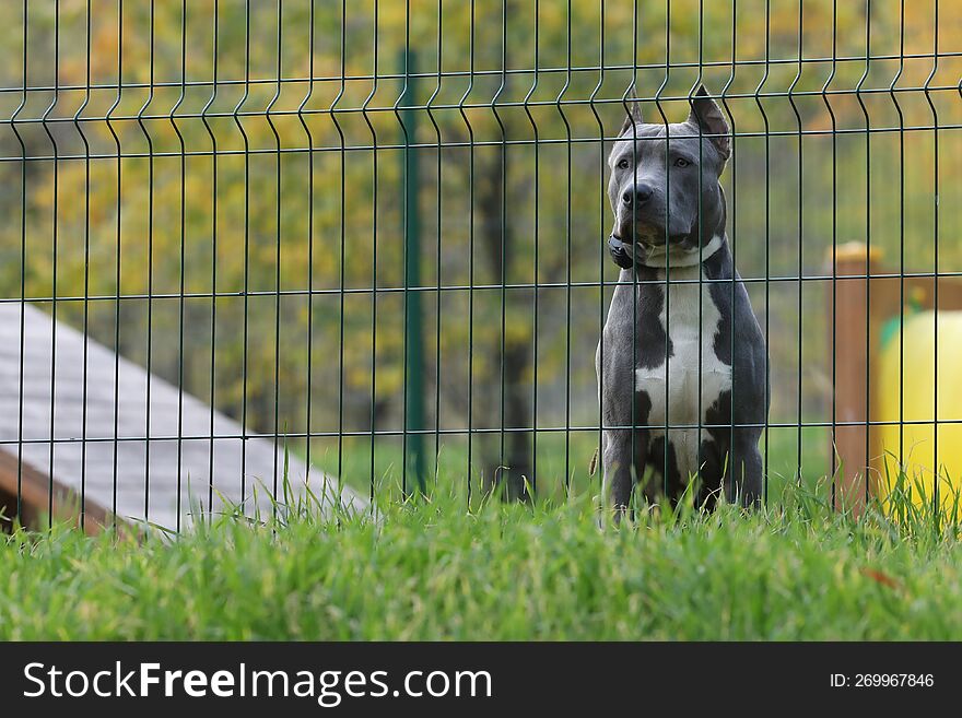 Sad Staffordshire Terrier Dog Out Of Fence