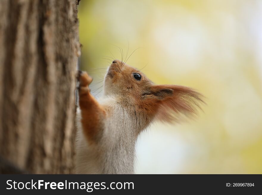 cute red squirrel on the tree in the park